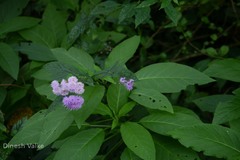 Vernonia dalzelliana